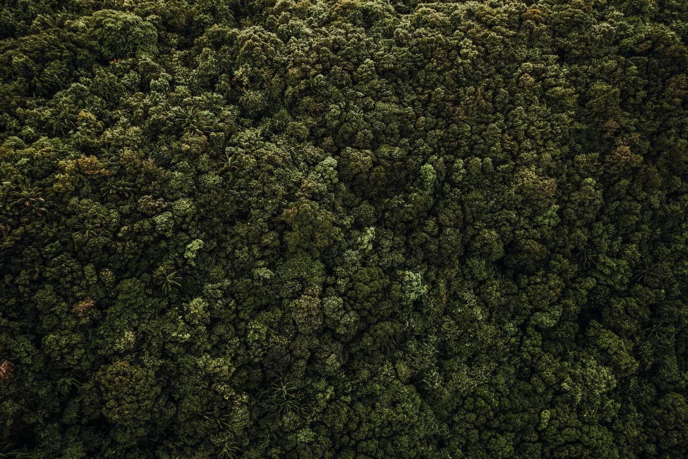 Aerial view of a lush green forest canopy