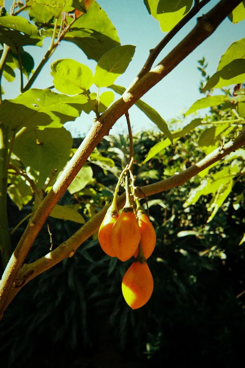 Tamarillo fruit ripening on a tree branch